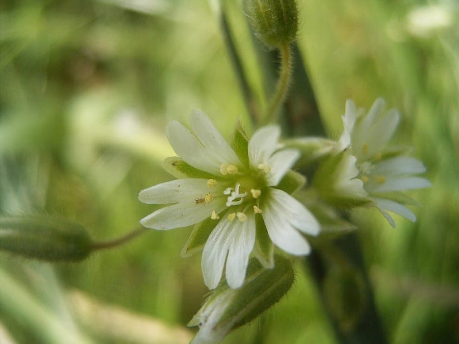 Quellen-Hornkraut mit weißen Blüten in einer Steingartenanlage