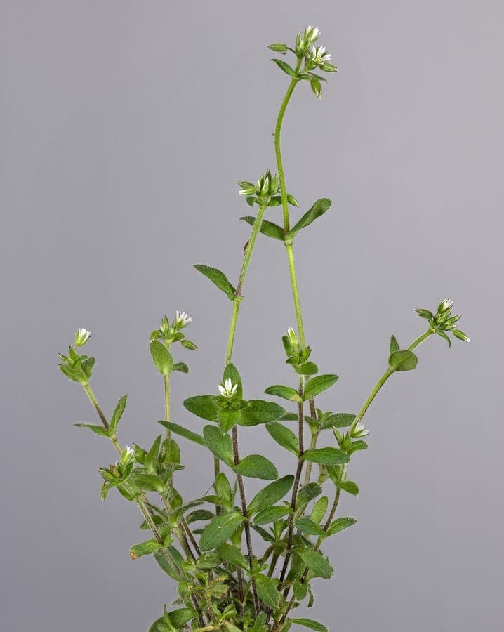 Mouse-ear chickweed blooming in a sunny garden path surrounded by native herbs