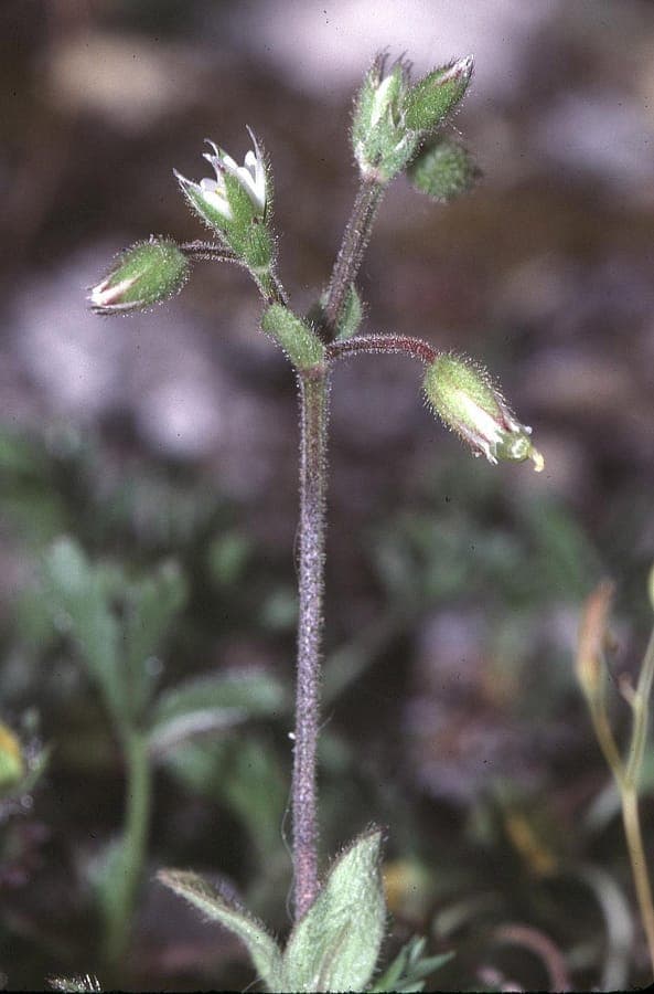 Dunkles Hornkraut blüht mit kleinen weißen Blüten auf einer trockenen, sonnigen Böschung