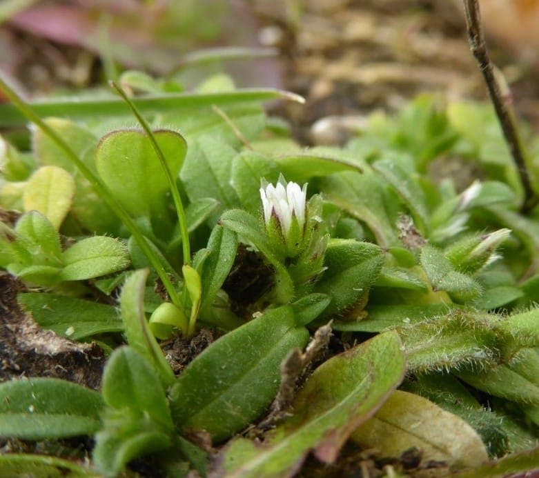 Cerastium semidecandrum bloemen in zacht roze