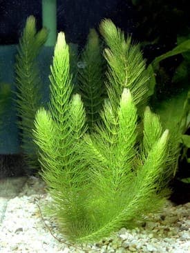 Grof hoornblad (Ceratophyllum demersum) in helder water, met fijn vertakte donkergroene takken ondergedompeld in een tuinvijver