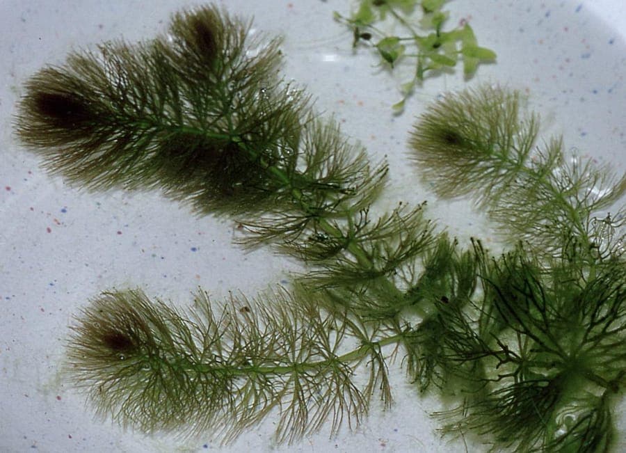 Fijn hoornblad in volle groei in een natuurlijke vijver, met fijne, donkergroene takstructuur onder water.