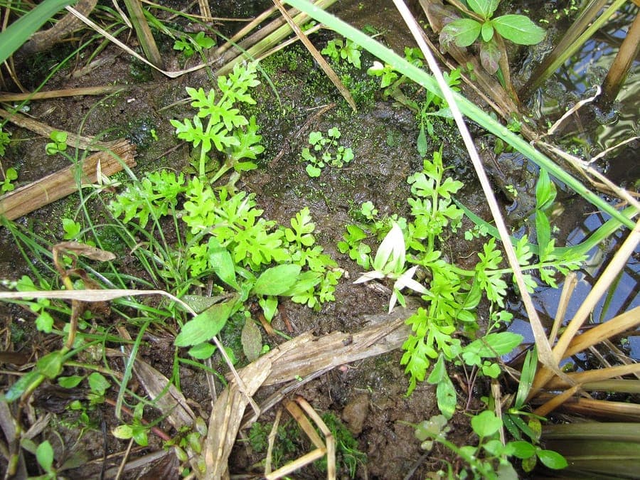 Ceratopteris thalictroides in natuurlijke omgeving