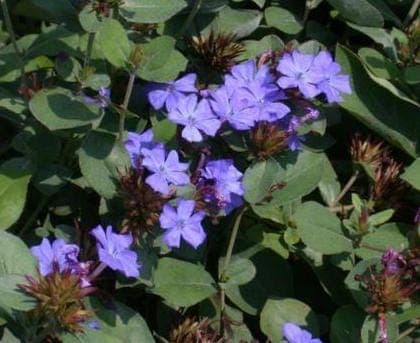 Kriechende Hornnarbe in voller Blüte im sonnigen Steingarten mit kobaltblauen Blüten und herbstlich gefärbtem Laub