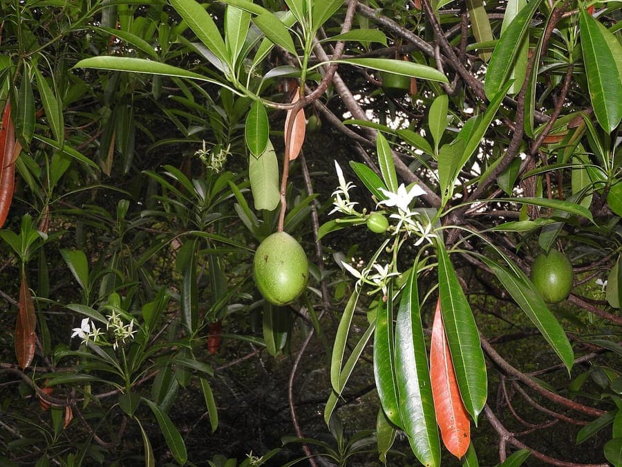 Sea-Mango with white flowers and glossy green foliage