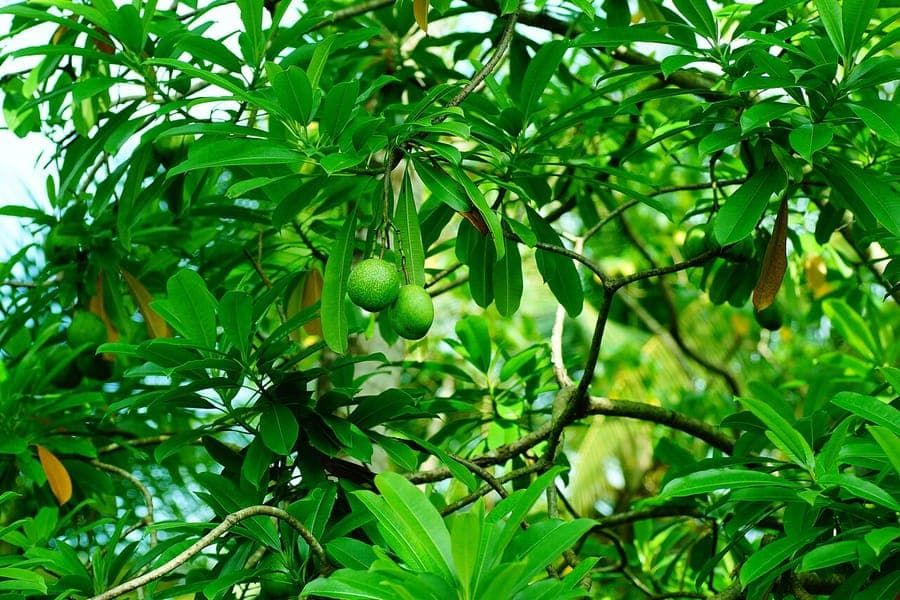 Pong-pong-Baum mit wei§en Bluten und charakteristischen goldgelben Fruchten