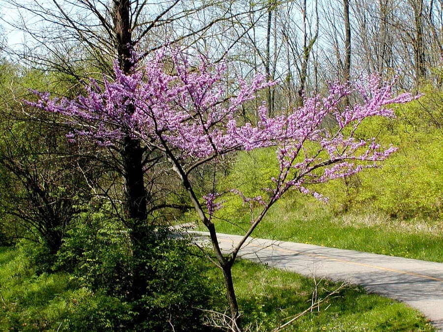Roze-paarse bloemen direct op de takken van een Canadese judasboom in het vroege voorjaar