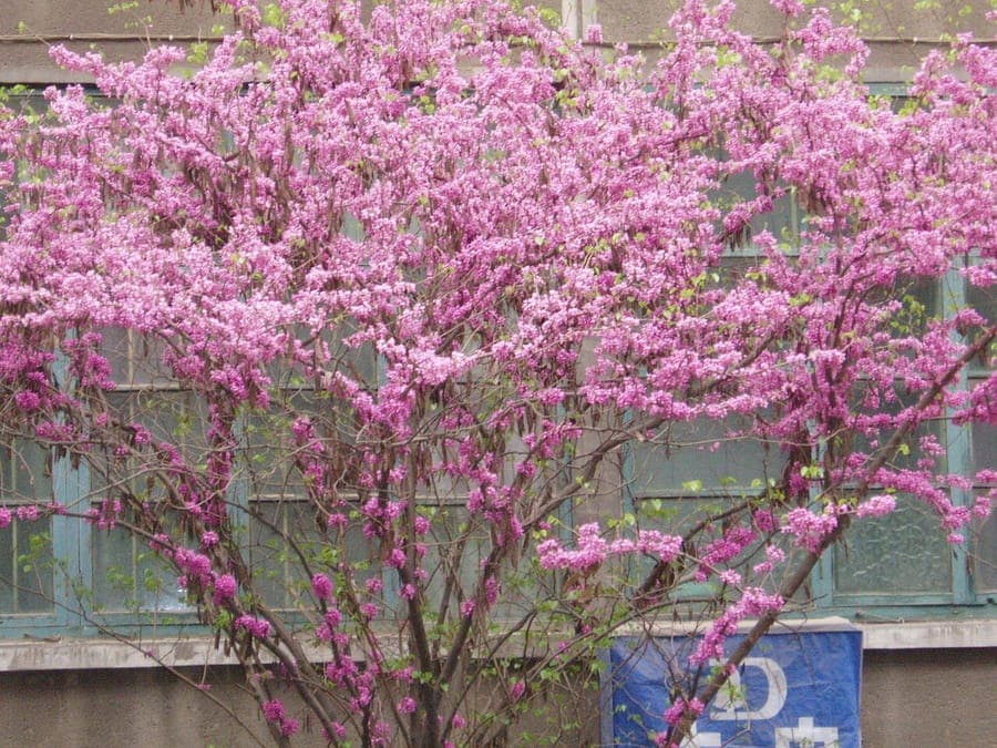 Cercis chinensis met roze bloemen