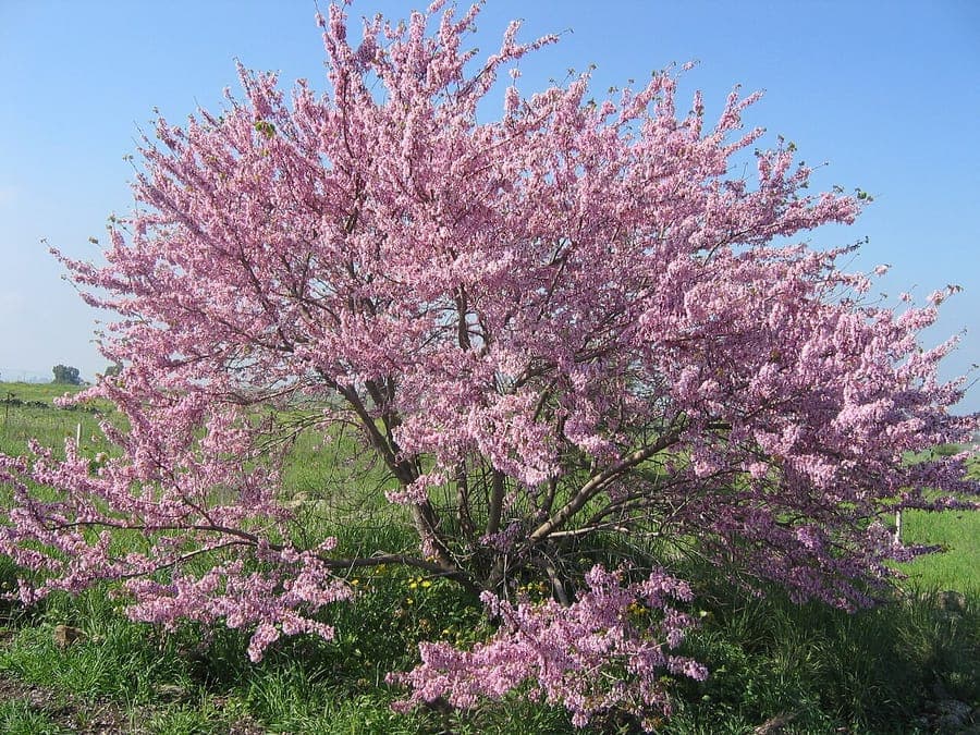 Judas tree in full bloom with pink-purple flowers blooming directly on the branches
