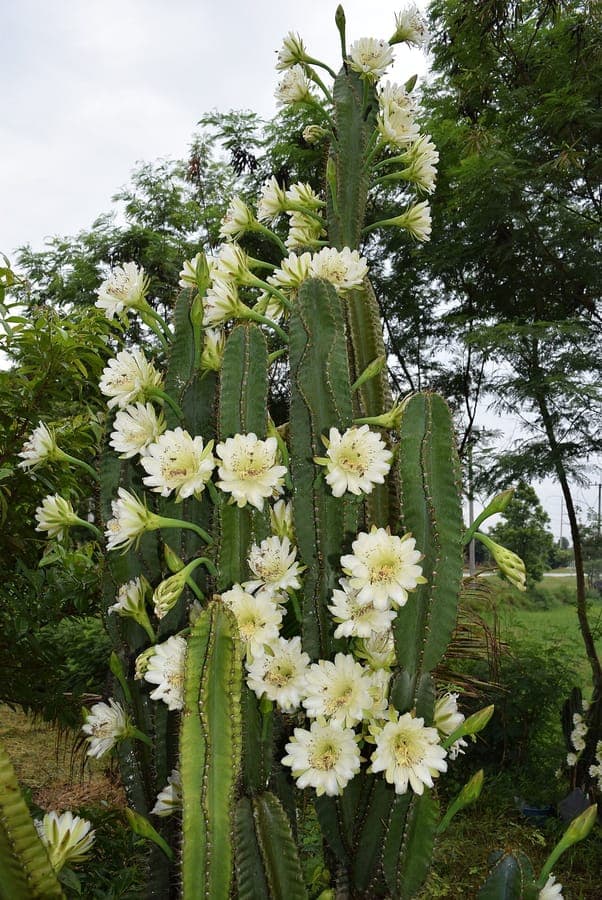 Jamacaru cactus with green ribs