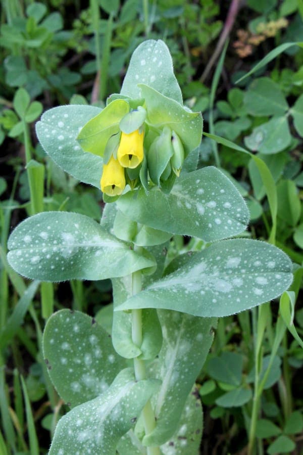 Cerinthe major with glossy blue bracts and yellow tips in full sun