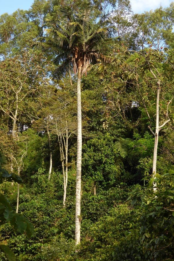 Ceroxylon alpinum wax palm met witte wasbedekte stam