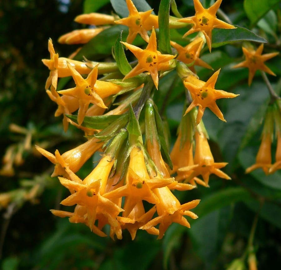 Orange Cestrum with golden-orange tubular flowers