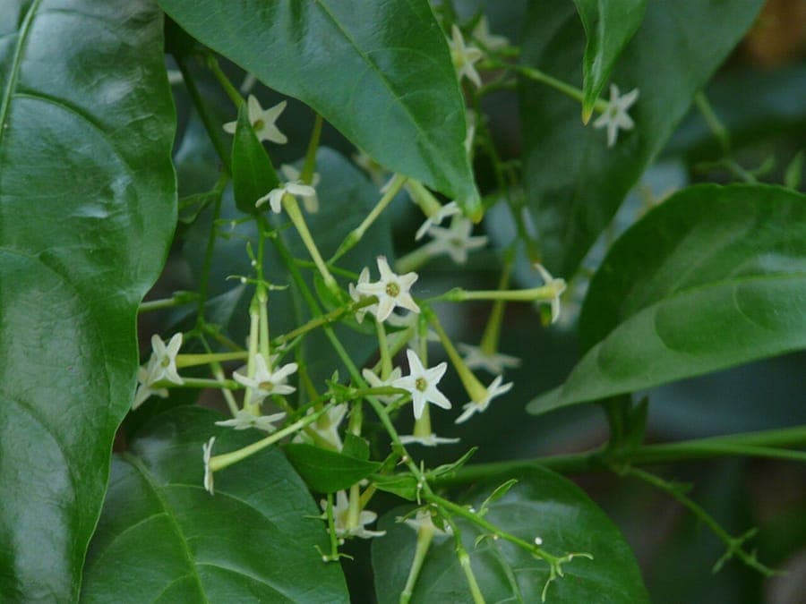 Cestrum nocturnum (night-jessamine) - delicate white flowers with intense nocturnal fragrance