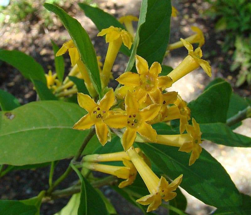Cestrum parqui with green flowers