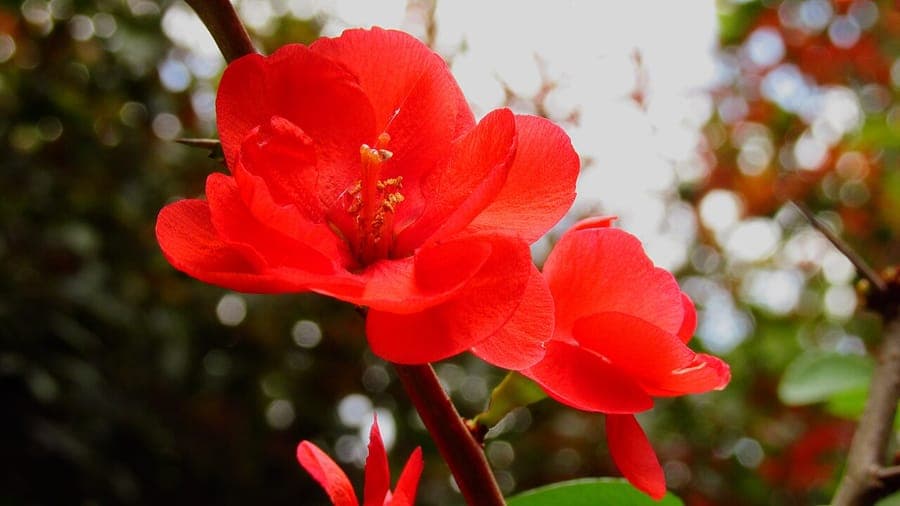 Bloeiende Japanse sierkwee in een zonnige tuin, vol oranje en roze bloemen tegen een achtergrond van donkergroen gebladerte.