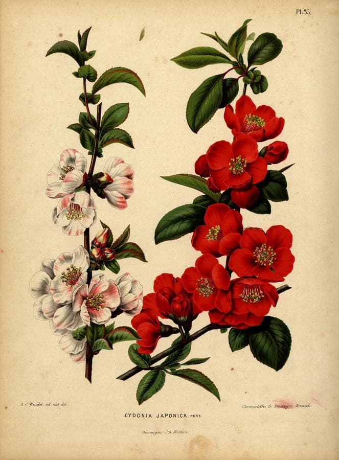 Chaenomeles speciosa in voller Blüte im zeitigen Frühjahr, mit leuchtend orangeroten Blüten an dornigen Zweigen