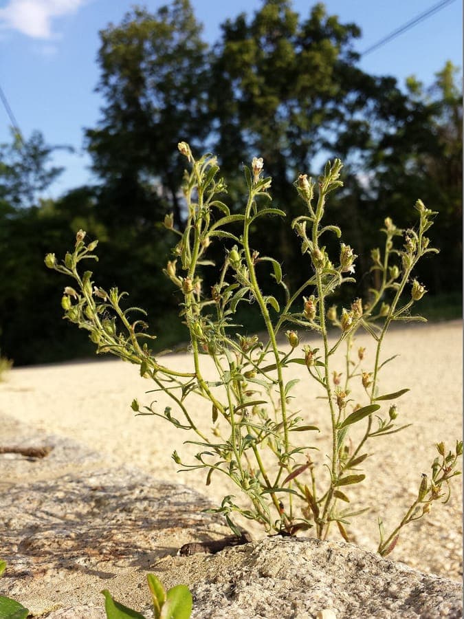 Petite linaire en fleur dans un jardin rocailleux ensoleillé, avec une croissance compacte et des fleurs violettes