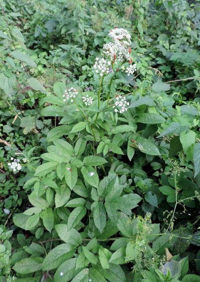 White flowers of Chaerophyllum aromaticum with delicate foliage