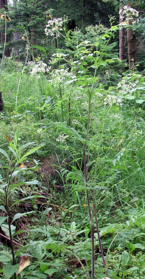 Blühender Gold-Kälberkropf in einem sonnigen Beet mit filigranen graugrünen Blättern und weißen Dolden