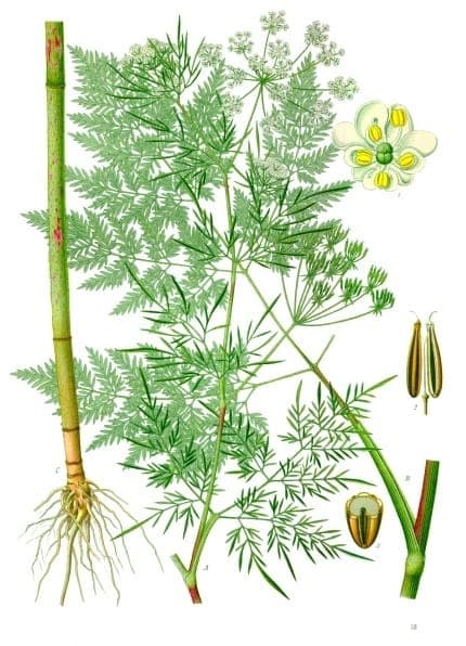 Turnip-root chervil with fine white flowers in a sunny border