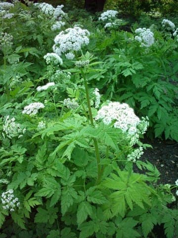 Hairy chervil in full bloom on a sunny spot in a wildflower garden
