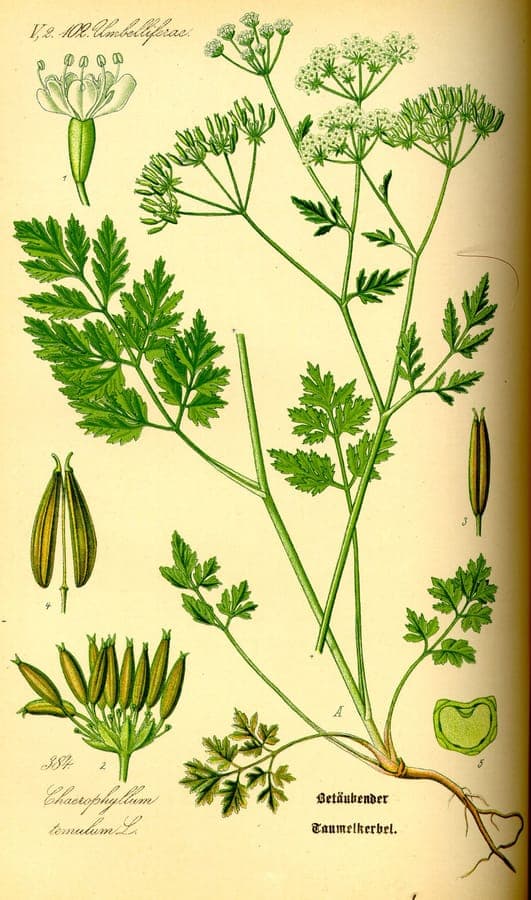 Rough chervil growing in dappled shade along a woodland edge, with clusters of small white flowers