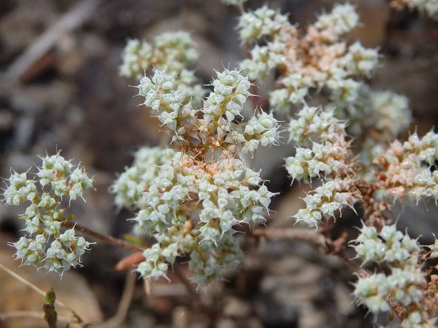 Chaetonychia cymosa plant with tiny white flowers on a sunny rocky ground