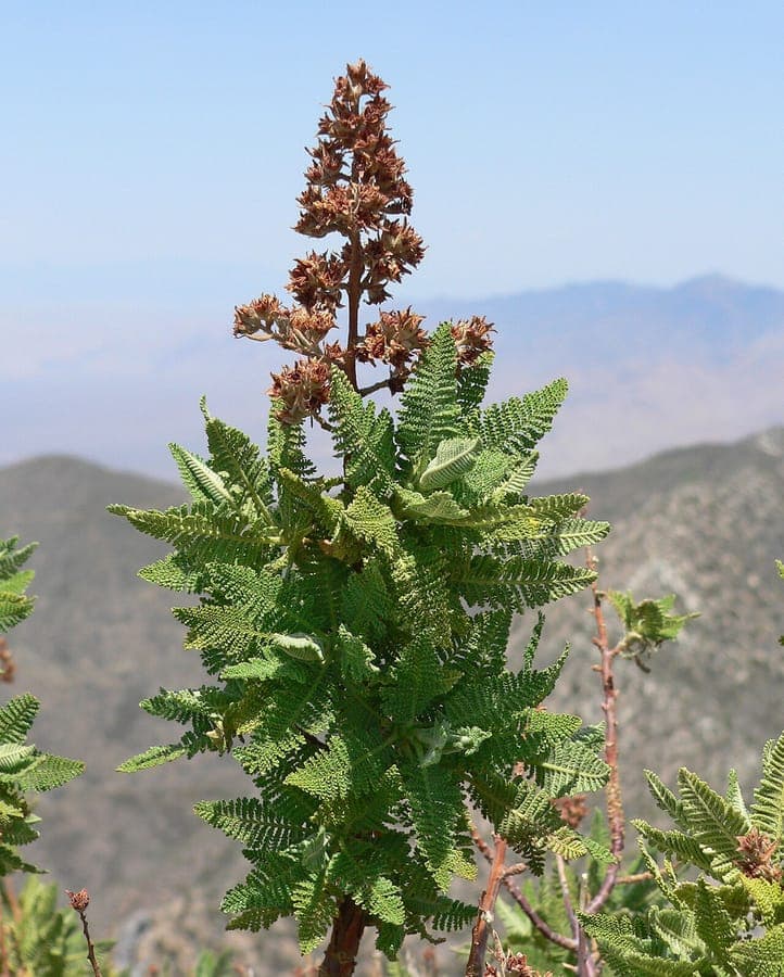 Chamaebatiaria millefolium shrub with white flower plumes and finely divided fern-like leaves in dry mountain landscape