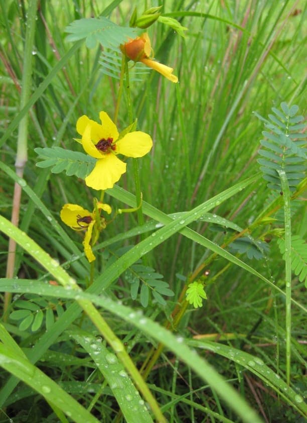 Chamaecrista fasciculata partridge pea with yellow flowers in bloom