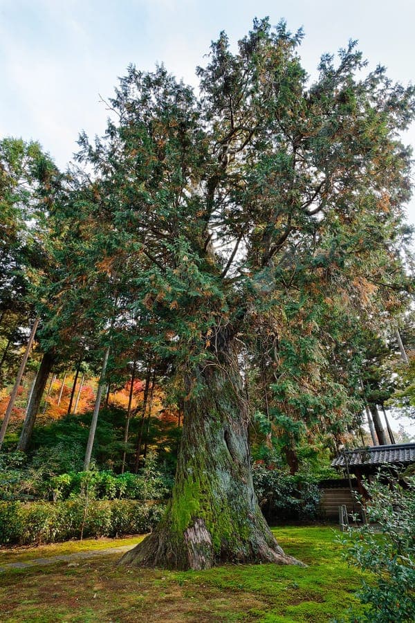 Chamaecyparis obtusa in a garden setting during spring, showing fresh green foliage and conical form