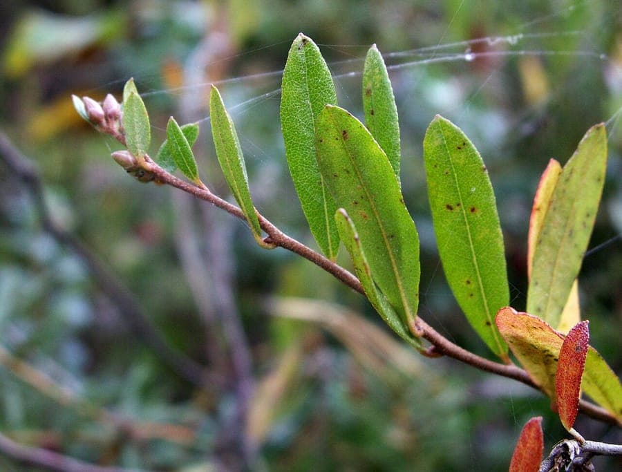 Leatherleaf with glossy leathery leaves and delicate white bell-shaped flowers