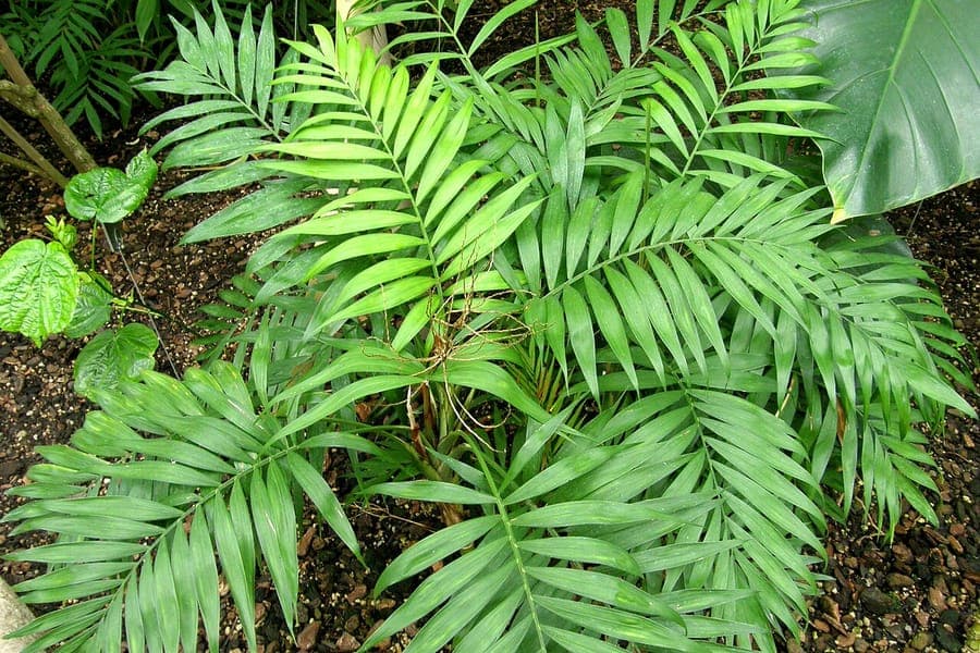 Parlor Palm with elegant feathered green fronds