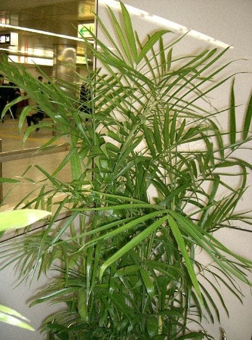 Chamaedorea seifrizii bamboo palm with graceful green fronds