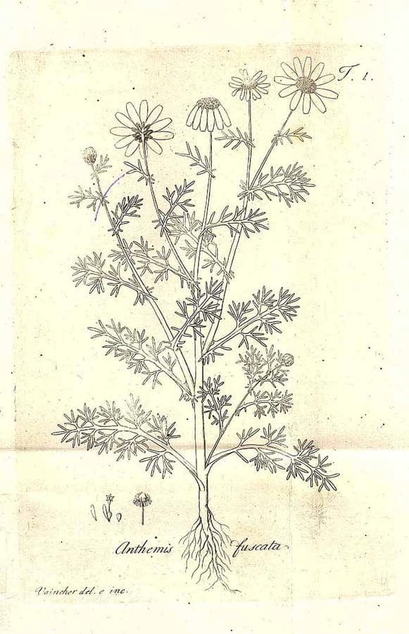 Witte en gele bloemen van Chamaemelum fuscatum