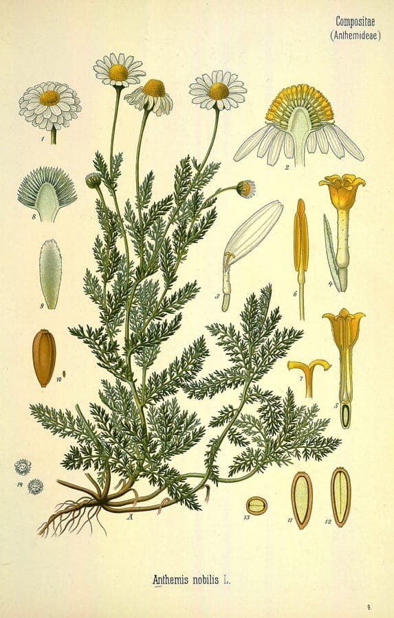 Roman chamomile in full bloom in a sunny garden bed with finely divided leaves and daisy-like flowers with golden centers