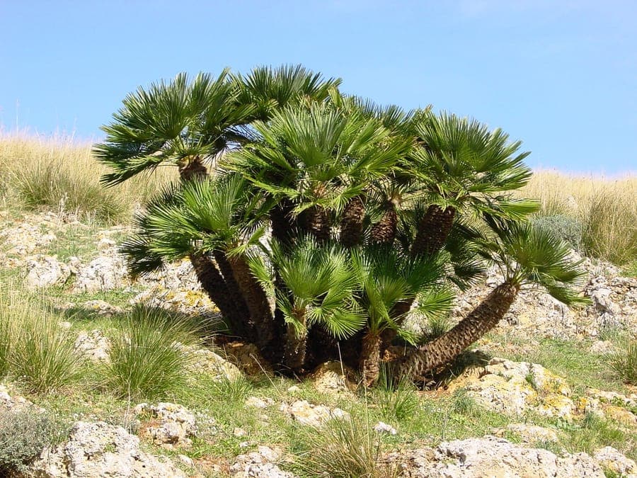Palmier nain en pleine croissance avec feuilles en éventail vert foncé et inflorescences jaunes dans un massif ensoleillé