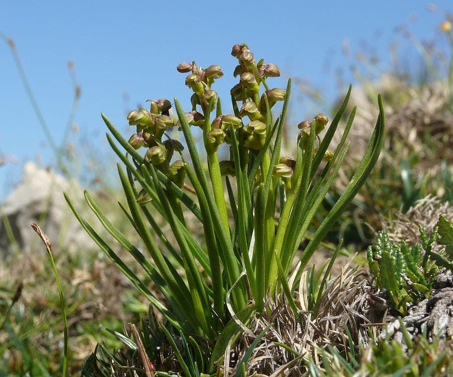 Chamorchis alpina with green flowers