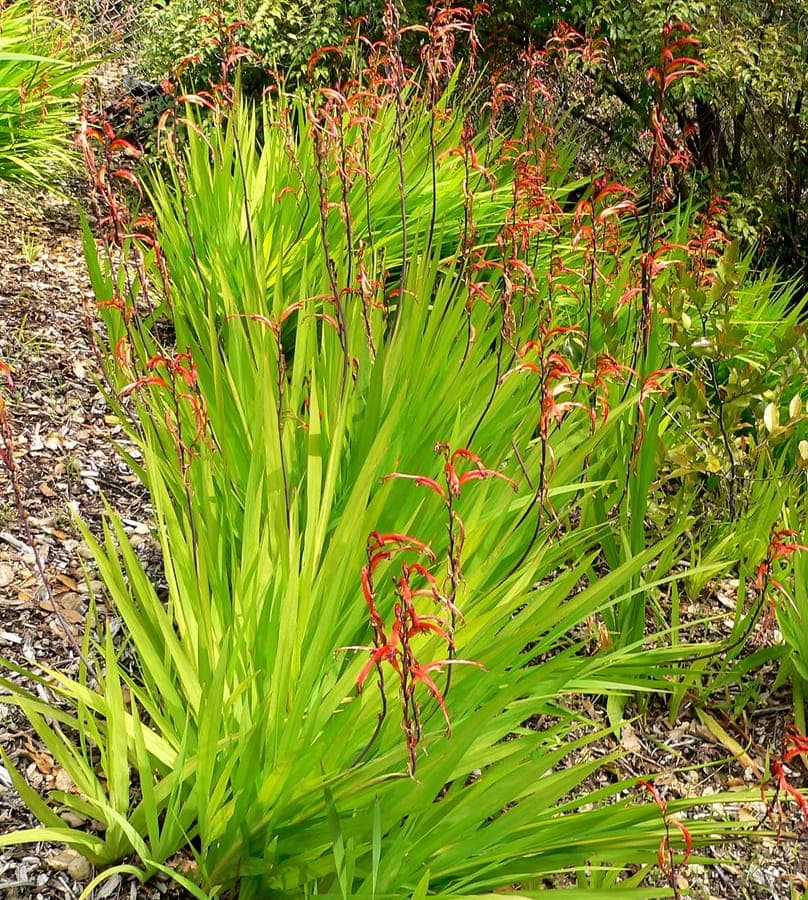 Chasmanthe floribunda flowers in full bloom