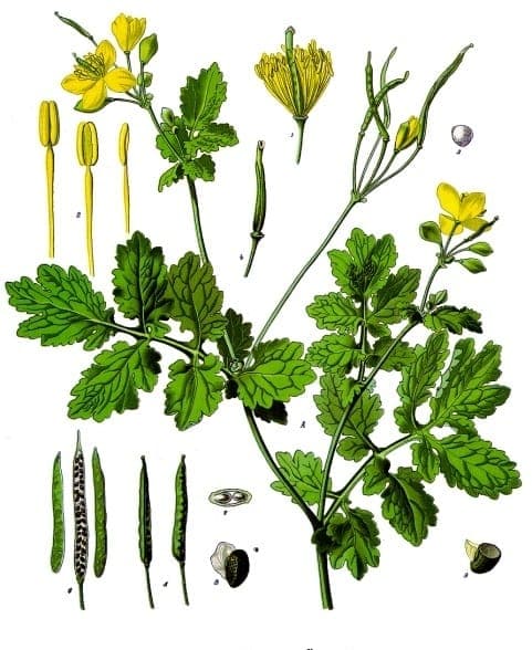 Celandine in full bloom with delicate yellow flowers and finely divided foliage, growing along a garden wall in spring