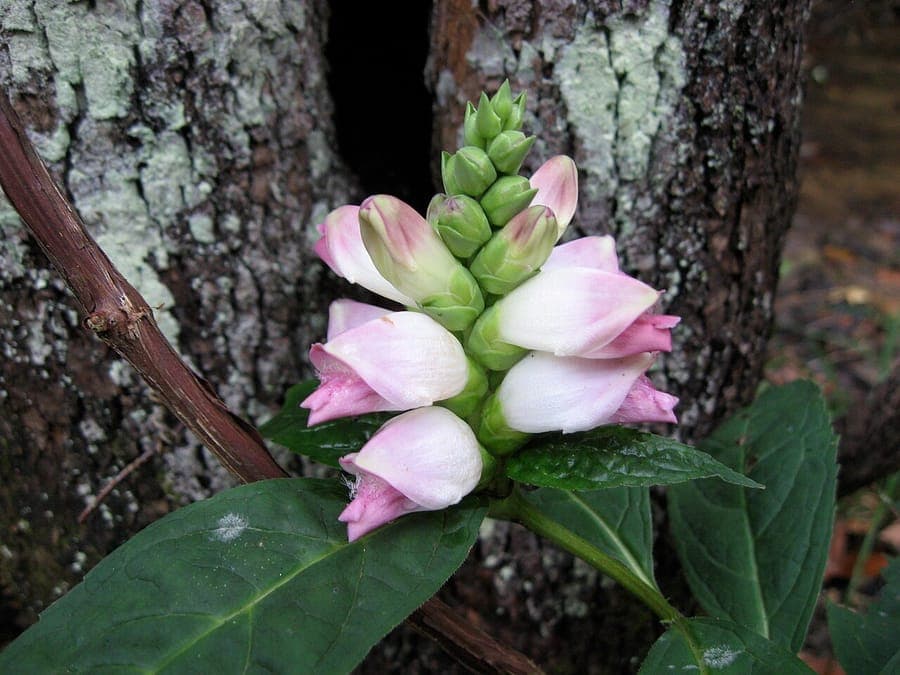 Chelone glabra with distinctive pink turtle-shaped flowers