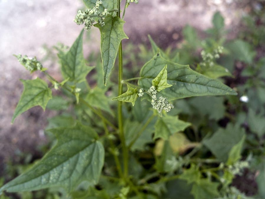 Chenopodiastrum hybridum leaves with maple-like form
