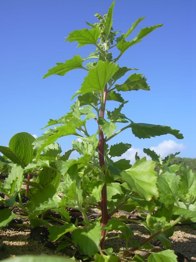Chenopodiastrum murale-Pflanze mit auffälligen Blattadern