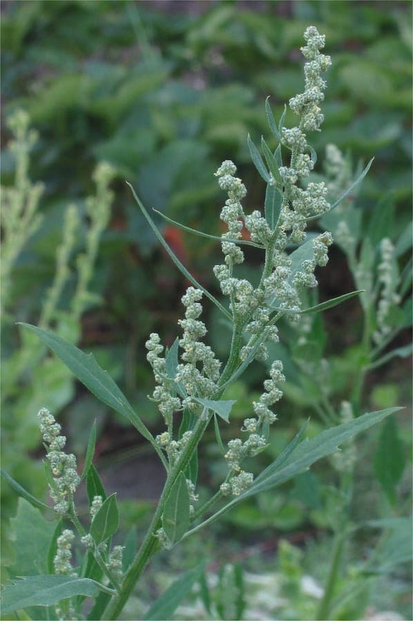 Fat-hen growing vigorously in a sunny garden bed, showing soft green leaves and fine flowering spikes