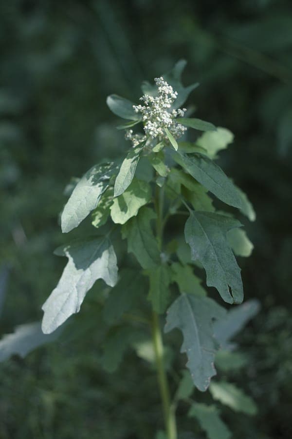 Stippelganzenvoet in volle bloei op een zonnige plek in de tuin, met fijne witte bloemen en vijflobbige bladeren.