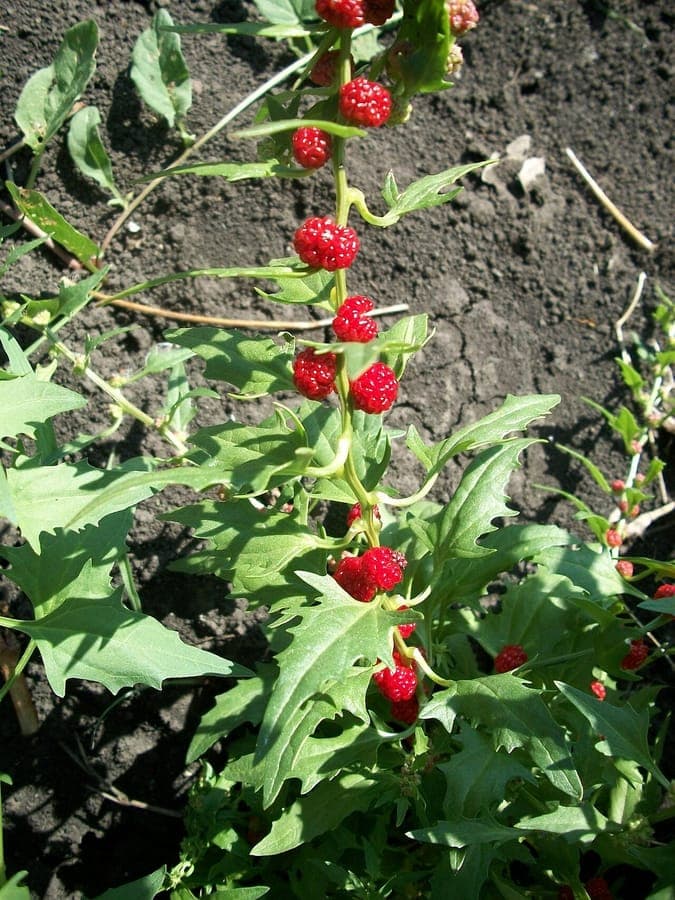 Leafy goosefoot plant