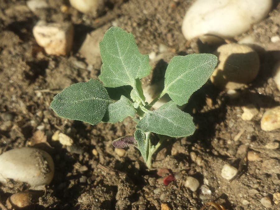 Chenopodium opulifolium grauwe ganzenvoet met meelachtig blad