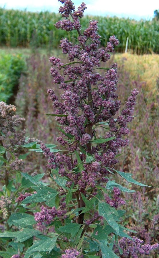 Chenopodium quinoa - Quinoa-Pflanze