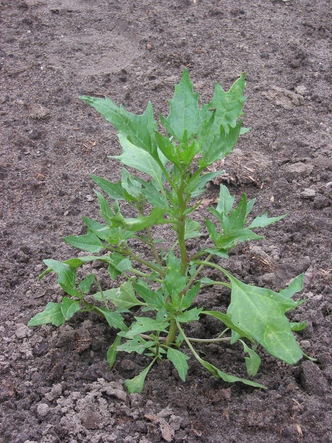 Red goosefoot displaying red blooms