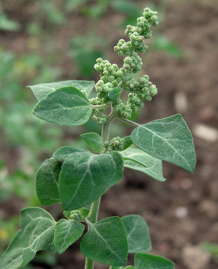 Chénopode fétide (Chenopodium vulvaria) en pleine croissance dans un coin humide et ombragé du jardin, tiges velues et feuilles découpées